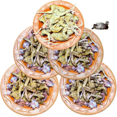 কবুতর কোয়েল পাখি