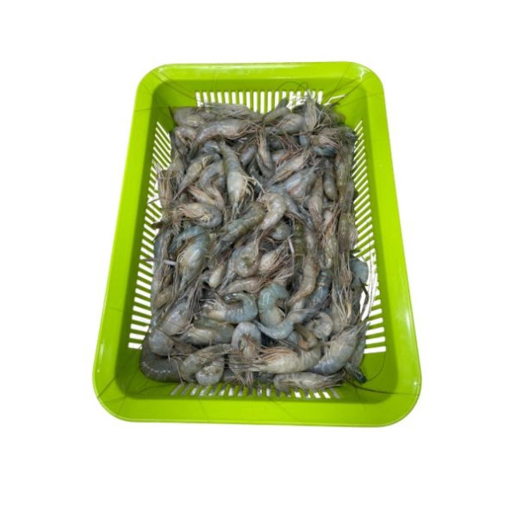 কাঠালি চিংড়ি