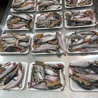 পাঁচমিশালি