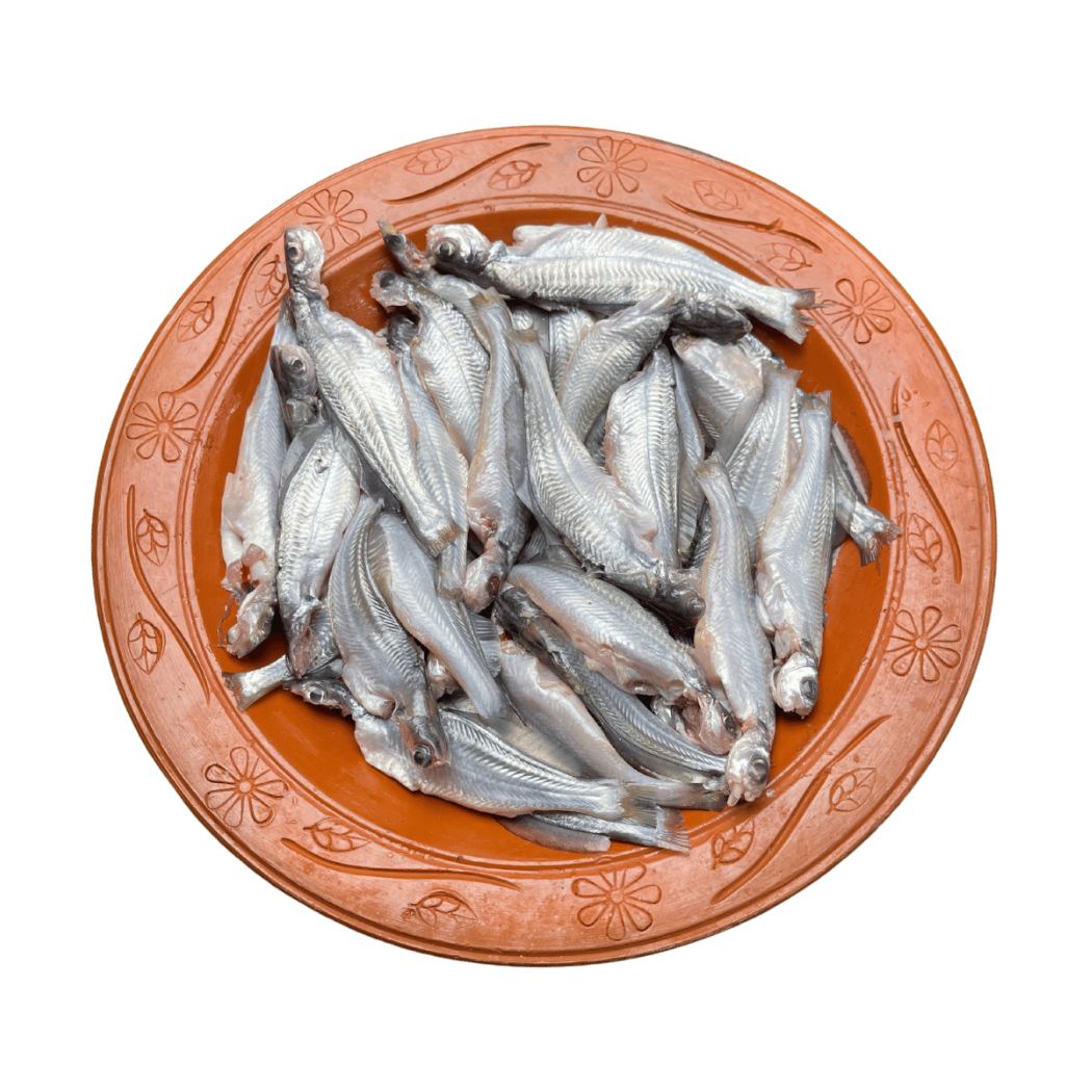 গুলসা টেংরা মাছ