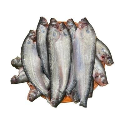 কাপ্তাই লেকের দেশি পাবদা মাছ